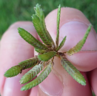 Cyperus ochraceus, photographed by Ben Machado