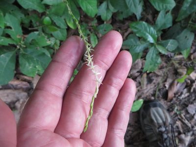 Petiveria alliacea, photographed by Ben Machado