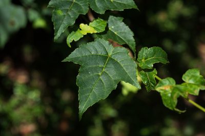 Acer caudatifolium, photographed by 國立臺灣博物館