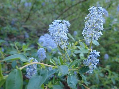 Ceanothus parvifolius, photographed by P Holroyd