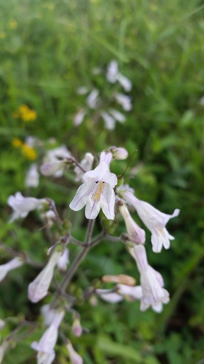 Penstemon brevisepalus, photographed by cwarneke