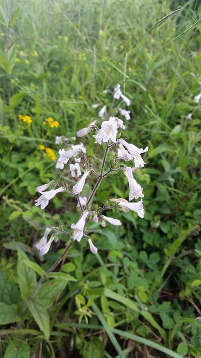 Penstemon brevisepalus, photographed by cwarneke