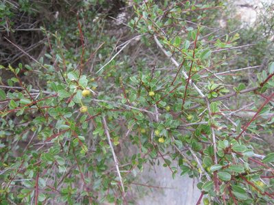 Flueggea tinctoria, photographed by Duarte Frade