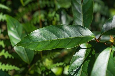 Itea parviflora, photographed by 國立臺灣博物館