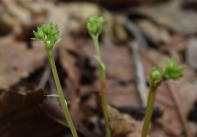 Pyrola japonica, photographed by Repina Tatyana