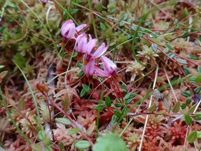 Vaccinium microcarpum, photographed by Syd Cannings
