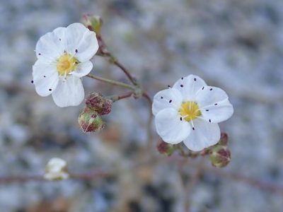Potentilla santolinoides, photographed by P Holroyd