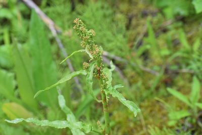 Rumex occidentalis, photographed by Syd Cannings