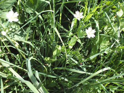 Cerastium davuricum, photographed by Татьяна Фирсова