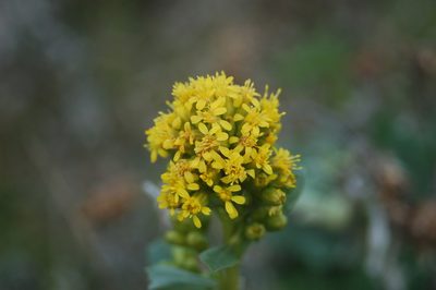 Solidago spathulata, photographed by David Anderson
