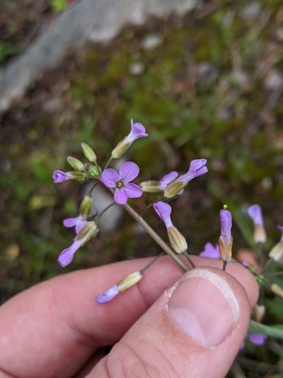 Boechera divaricarpa, photographed by Ben Keen