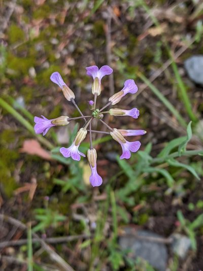 Boechera divaricarpa, photographed by Ben Keen