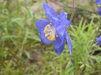 Aquilegia glandulosa, photographed by Татьяна Фирсова