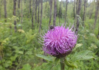 Leuzea carthamoides, photographed by Татьяна Фирсова