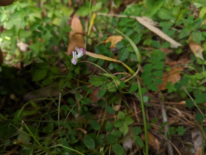 Astragalus nokoensis, photographed by Cheng-Te Hsu