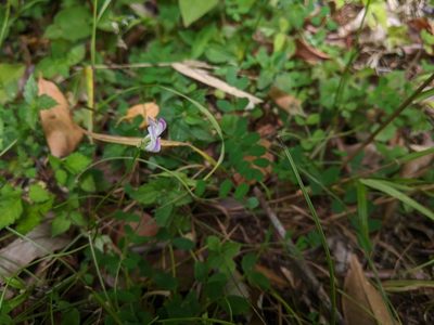 Astragalus nokoensis, photographed by Cheng-Te Hsu