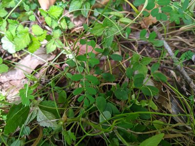 Astragalus nokoensis, photographed by Cheng-Te Hsu