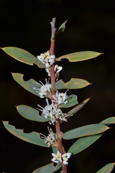Hakea marginata, photographed by T. Hammer