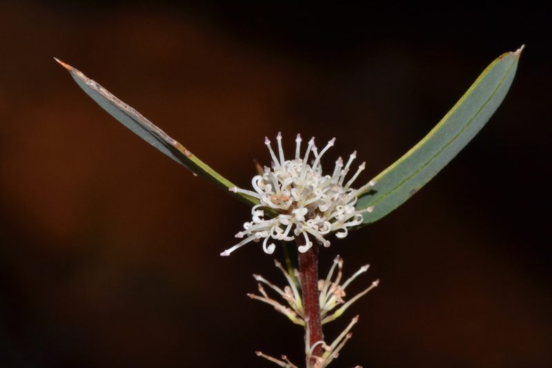 Hakea marginata, photographed by T. Hammer