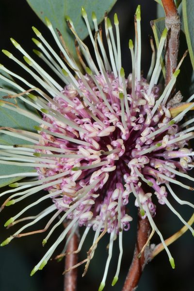 Hakea petiolaris, photographed by T. Hammer