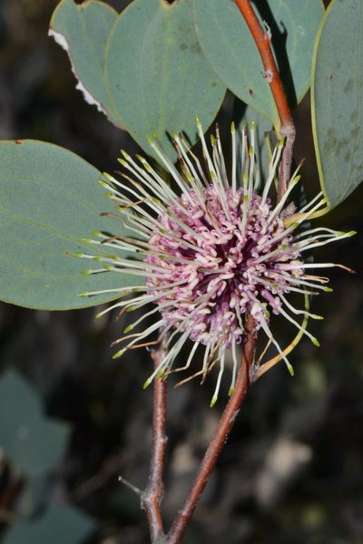 Hakea petiolaris, photographed by T. Hammer