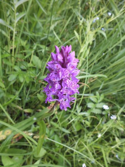 Dactylorhiza sibirica, photographed by Татьяна Фирсова