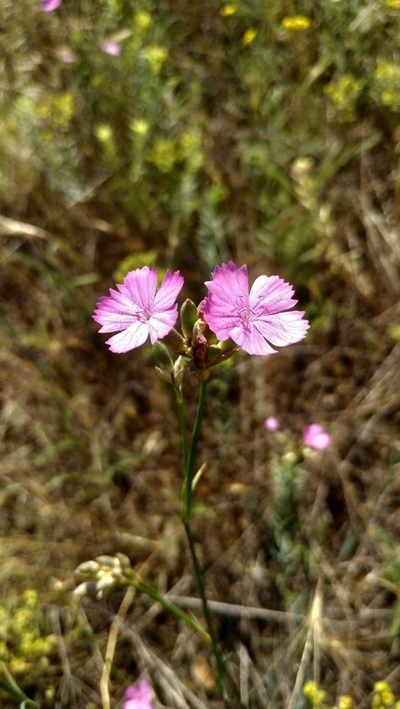 Dianthus polymorphus, photographed by Влад