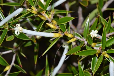 Styphelia tenuiflora, photographed by T. Hammer