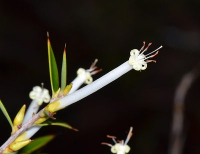 Styphelia tenuiflora, photographed by T. Hammer