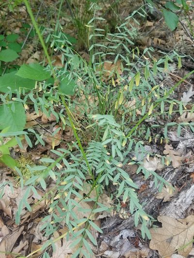 Astragalus reventiformis, photographed by Jon Eilers
