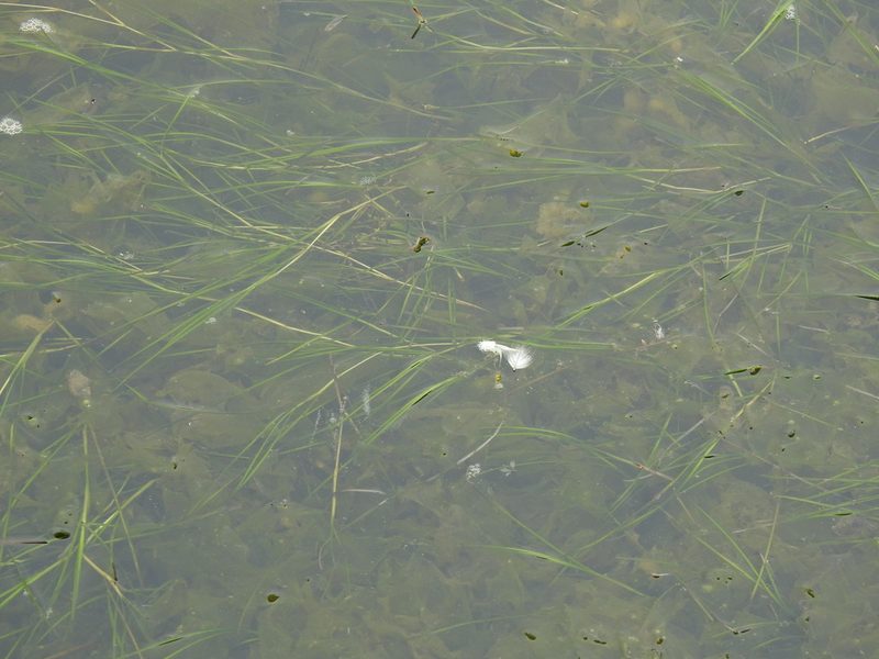Ruppia cirrhosa, photographed by Duarte Frade