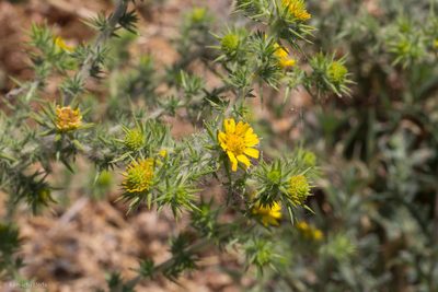 Centromadia pungens, photographed by Ken-ichi Ueda