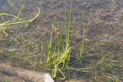 Triglochin scilloides, photographed by Ken-ichi Ueda