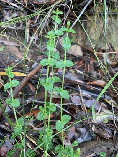 Gonocarpus teucrioides, photographed by Guy Taseski
