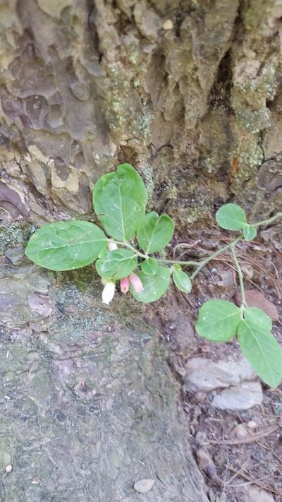 Vaccinium hirsutum, photographed by cwarneke