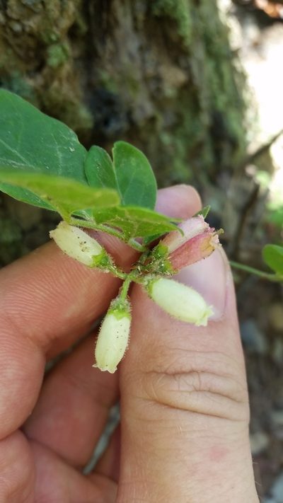 Vaccinium hirsutum, photographed by cwarneke