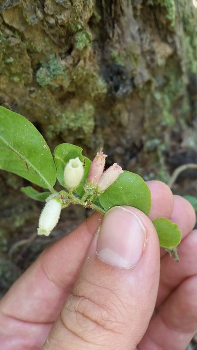 Vaccinium hirsutum, photographed by cwarneke