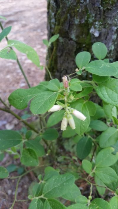 Vaccinium hirsutum, photographed by cwarneke