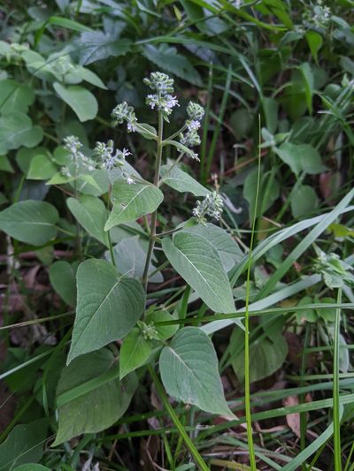 Circaea cordata, photographed by Cheng-Te Hsu