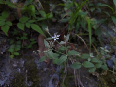 Stellaria vestita, photographed by Cheng-Te Hsu