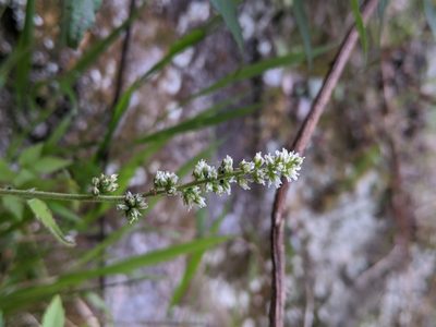 Astilbe longicarpa, photographed by Cheng-Te Hsu