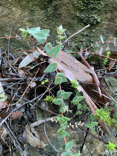 Leucopogon amplexicaulis, photographed by Guy Taseski