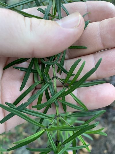 Prostanthera linearis, photographed by Guy Taseski