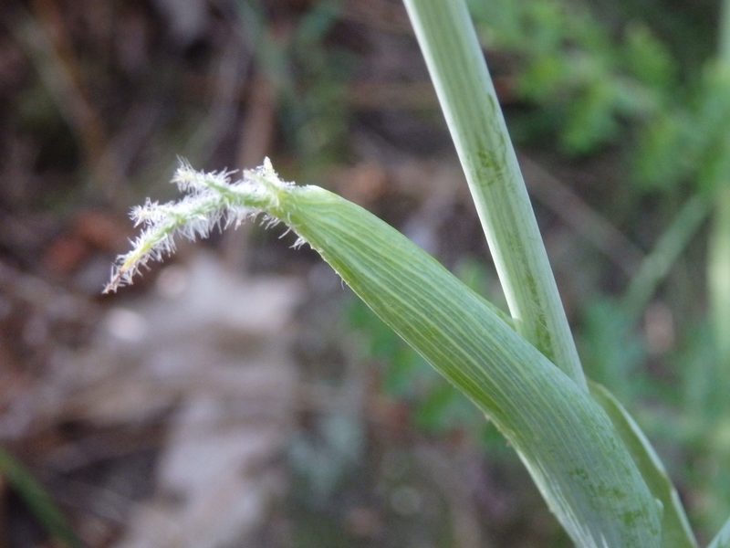 Thapsia minor, photographed by Carminda Santos