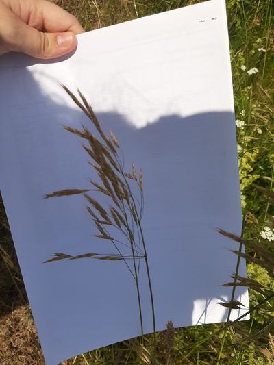 Bromus riparius, photographed by Ушкова Дарья