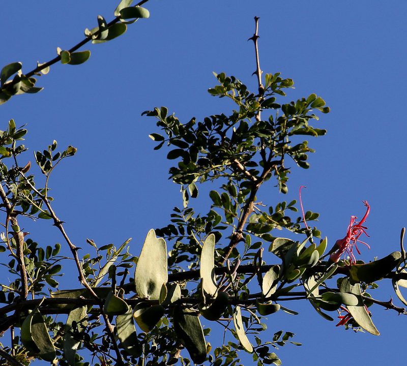 Plicosepalus amplexicaulis, photographed by Wynand Uys
