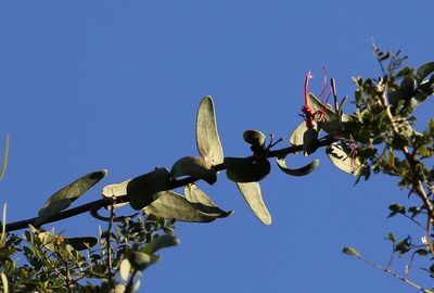 Plicosepalus amplexicaulis, photographed by Wynand Uys