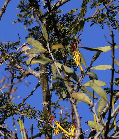 Pedistylis galpinii, photographed by Wynand Uys