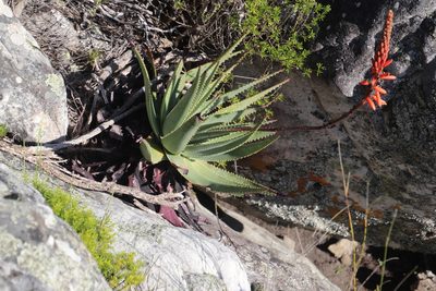 Aloe succotrina, photographed by Tony Rebelo
