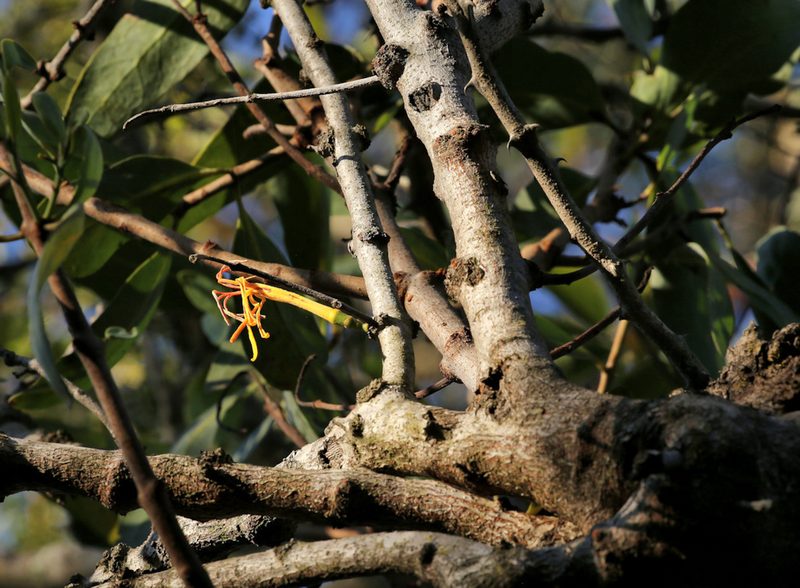 Pedistylis galpinii, photographed by Wynand Uys